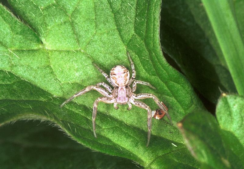 Xysticus_ZZXYX_F1521_Z_77_Les Gris_Frankrijk.jpg